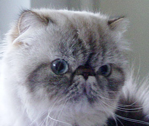 Deste Paws Mystery Line, PER n 21 33 / Himalayan Seal-Lynx Point male at 20 months