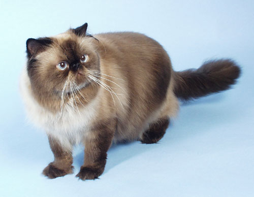 IC Orlando Panda*PL, PER n 33 / Himalayan Seal point male