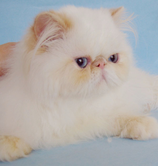 Alomi's Sincerely URS, PER e 33 / himalayan kitten Cream Point (colourpoint) at 8,5 months