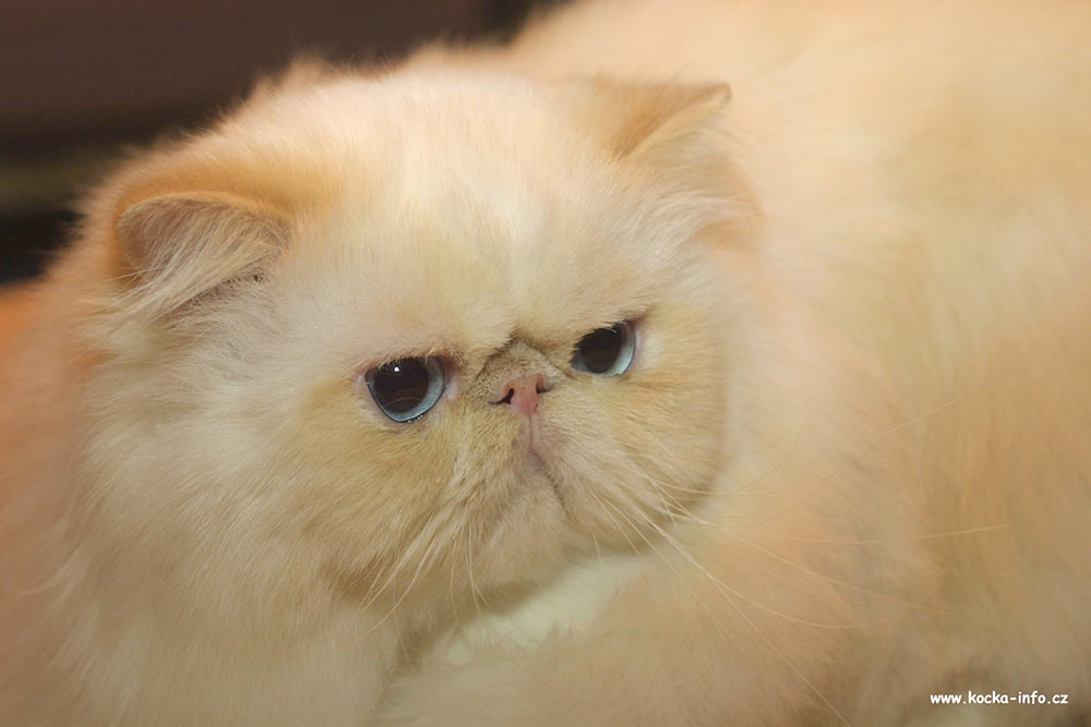 Alomi's Sincerely URS, PER e 33 / Himalayan male Cream Point at 17 months - at the cat-show
