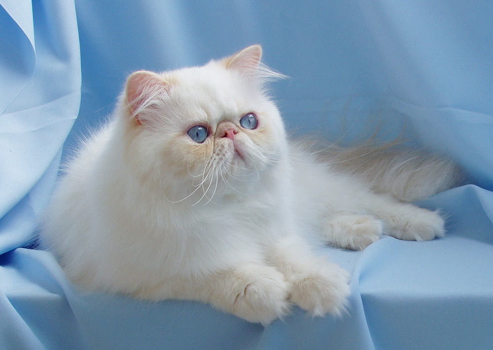 Alomi's Sincerely URS, PER e 33 / Himalayan male Cream Point at 1 year