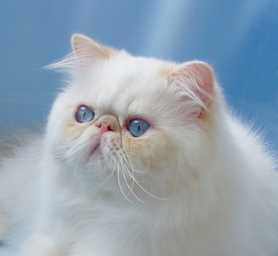 Alomi's Sincerely URS, PER e 33 / Himalayan male Cream Point at 1 year
