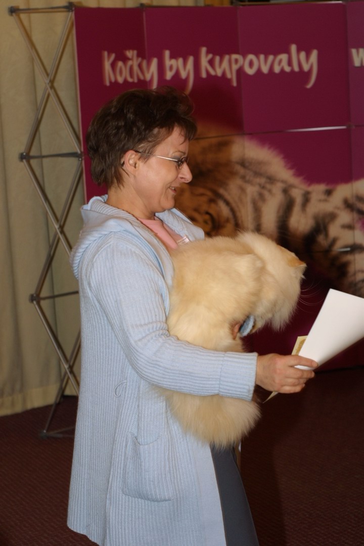 Alomi's Sincerely URS, PER e 33 / Himalayan male Cream Point at 17 months - at the cat-show with me