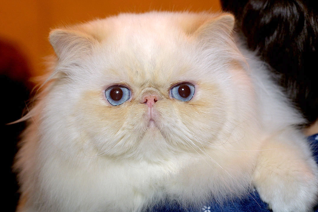 GIC Alomi's Sincerely URS, PER e 33 / Himalayan Cream point male