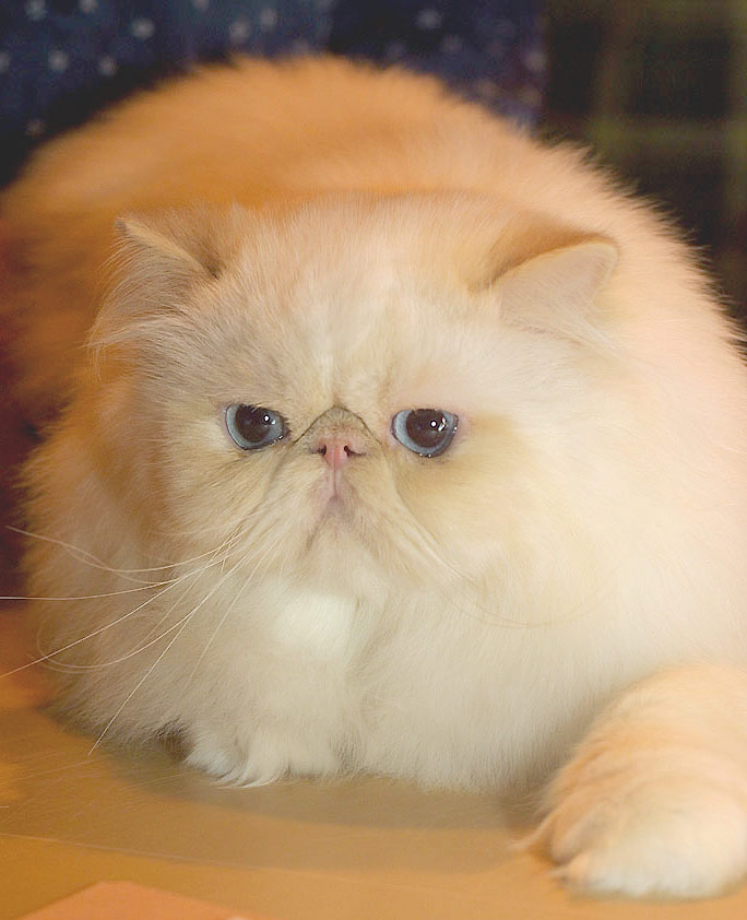 GIC Alomi's Sincerely URS, PER e 33 / Himalayan Cream point male - at 17 months
