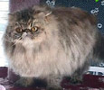 GC Whisperwood's Sabrina, PER n 22 / Brown Tabby