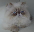 GC Mountcascade's Oh Romeo! of Alomi, PER a 21 33 / Blue-Lynx Point