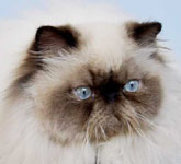 IC Deste Paws Imp, PER n 33 / Seal Point himalayan