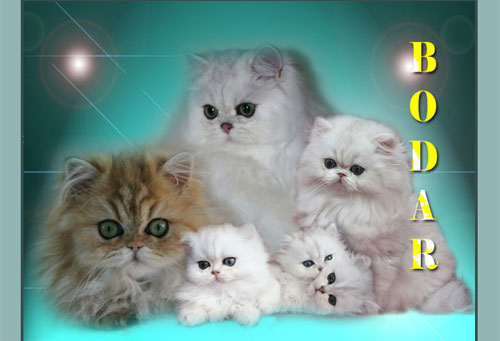BODAR - pure persian cats - silver and chinchila