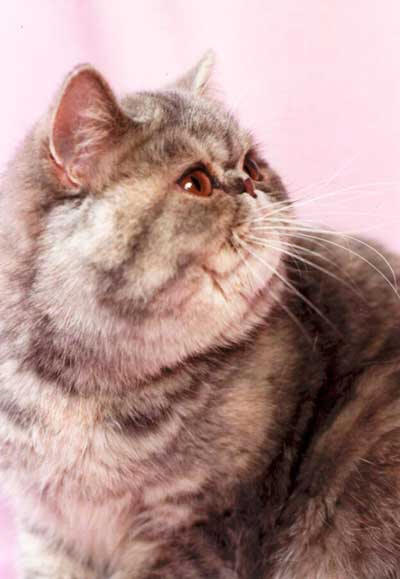 GIC Hestia Piranoso*CZ, exotická kočka EXO g 24 / modřeželvovinová tečkovaná