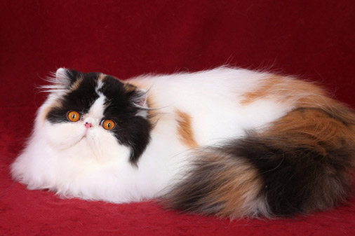 Pure persian kitten - girl PER f 02 / calico harlequin - stays.