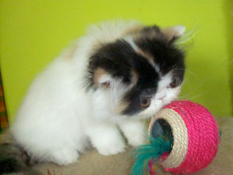 Pure persian kitten - girl PER f 02 / calico harlequin - stays.