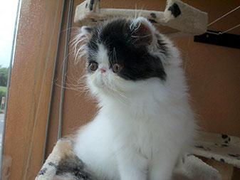 Pure persian kitten - girl PER f 02 / calico harlequin - stays.