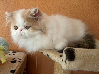 Pure persian kitten for sale - PER g 21 62 / dilute calico harlequin