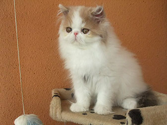 Pure persian kitten for sale - PER g 21 62 / dilute calico harlequin