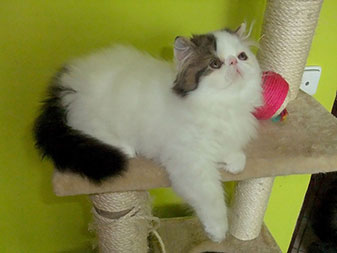 Pure persian kitten for sale - PER n 21 02 62 / brown tabby-white van male