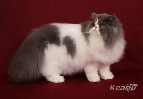 Mia, Princess Keanu, CZ - persian kitten for sale  blue-white female / PER a 02 62. ELH in CFA.