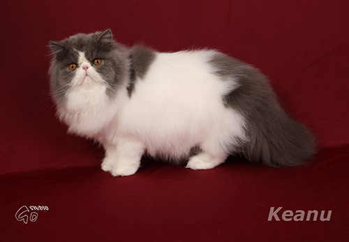 Mia, Princess Keanu, CZ - perská kočička modrý harlekýn (PER a 02 62)