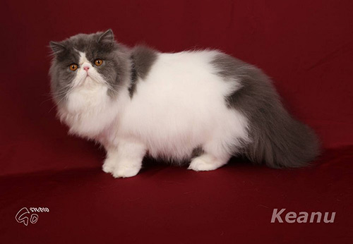 Mia, Princess Keanu, CZ - persian kitten for sale  blue-white female / PER a 02 62. ELH in CFA.