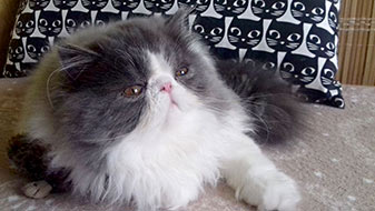 Mia, Princess Keanu, CZ - persian blue-white harlequin female (ELH in CFA) (PER a 02)