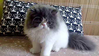 Mia, Princess Keanu, CZ - persian blue-white harlequin female (ELH in CFA) (PER a 02)