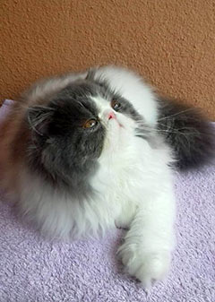 Mia, Princess Keanu, CZ - persian blue-white harlequin female (ELH in CFA) (PER a 02)