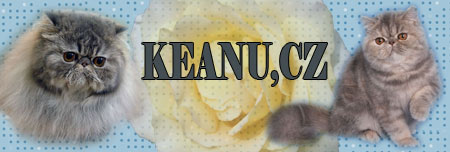 KEANU perské a exotické kočky