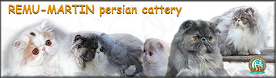 Remu-Martin perské kočky