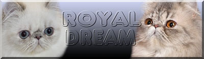 ROYAL DREAM perské a exotické kočky s odznaky