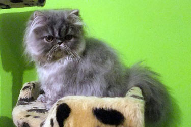 Charlie, PER a 22 - blue tabby ELH