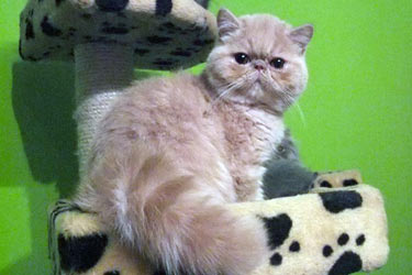 Chicco, EXO e 22 - cream tabby exotic male