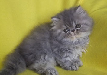 Chiquita, PER a 22 -  blue tabby girl ELH