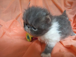 Gigi,Girl of Blues / PER a03 22  female