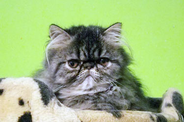 Iris, PER n 24 - brown blotched tabby male ELH