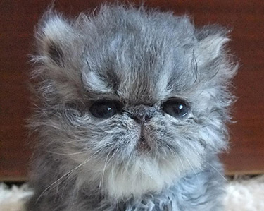 Persian kitten male Jack Sparrow captain by Keanu,CZ, PER a 22 - blue tabby