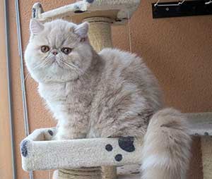 EXO e 22 / cream tabby exotic male Kimi Key To Love Keanu,CZ