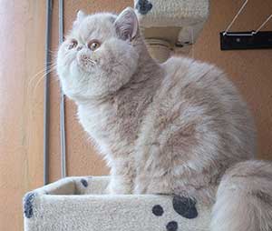 EXO e 22 / cream tabby exotic male Kimi Key To Love Keanu,CZ