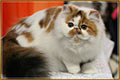 CH Carezza Panda, PER f 02 / calico harlequin