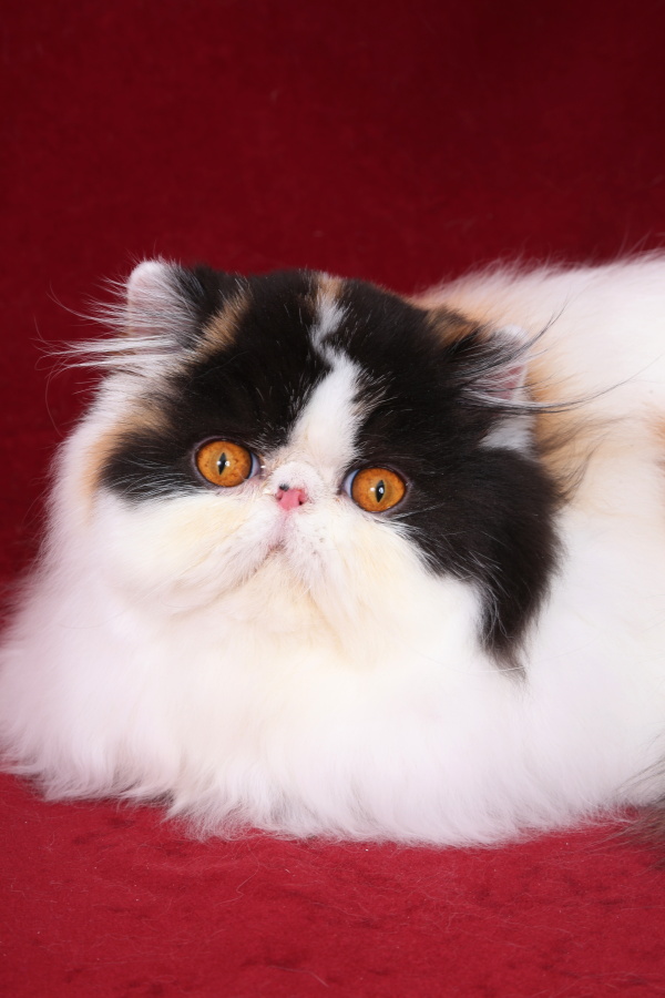 Linda Sweet Doll Keanu, CZ, persian calico harlequin female / PER f 02 62