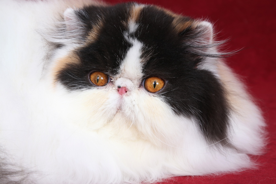 Linda Sweet Doll Keanu, CZ, persian calico harlequin female / PER f 02 62