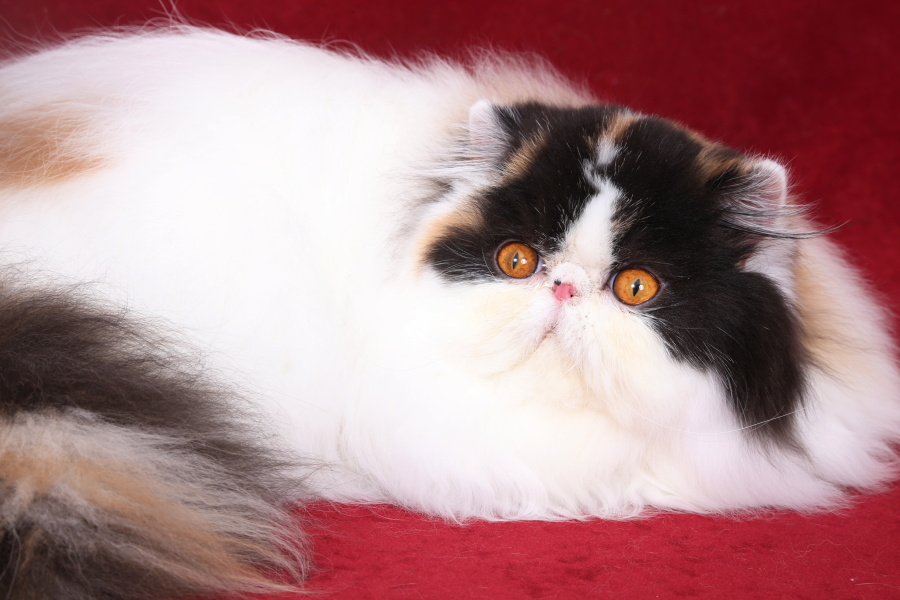 Linda Sweet Doll Keanu, CZ, persian calico harlequin female / PER f 02 62