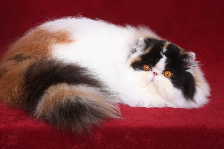 Linda Sweet Doll Keanu, CZ, persian calico harlequin female / PER f 02 62