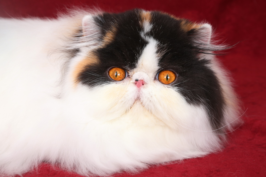 Persian cat Linda Sweet Doll Keanu, CZ - PER f 02 62 / calico