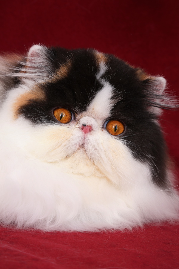Linda Sweet Doll Keanu, CZ, persian calico harlequin female / PER f 02 62