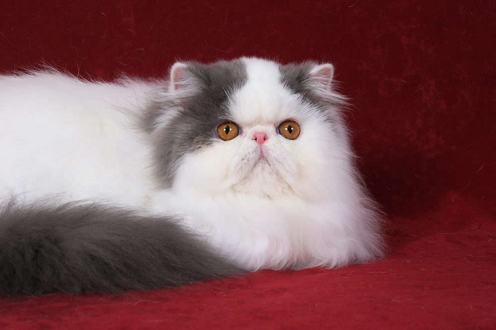Pure persian female NW13 IC Madeira La Capuccino, CZ, JW, PER a 01 62 / van blue-white