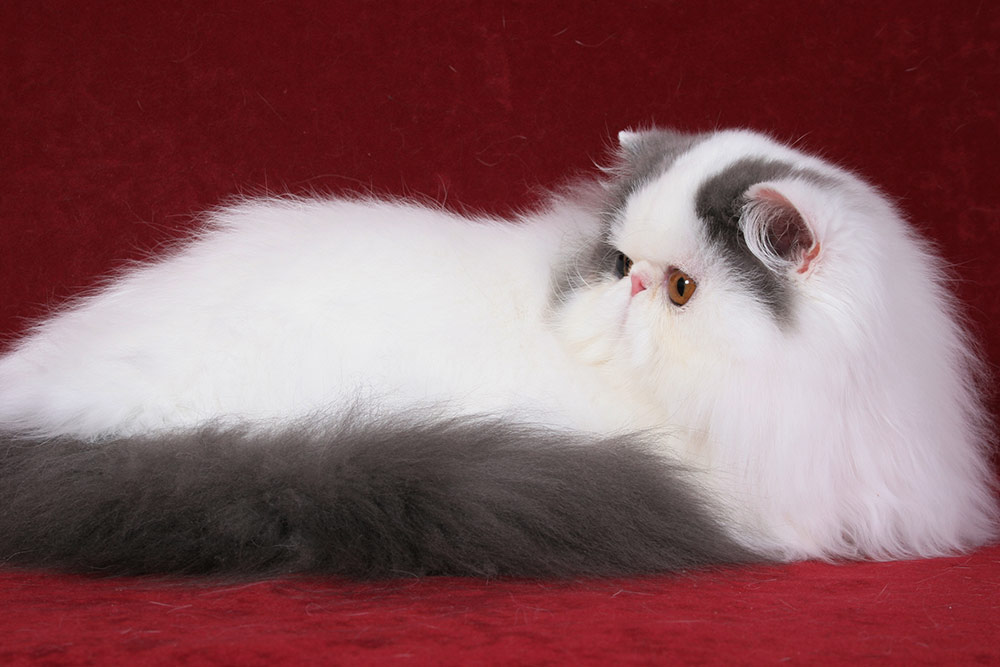 Pure persian female NW13 IC Madeira La Capuccino, CZ, JW, PER a 01 62 / van blue-white