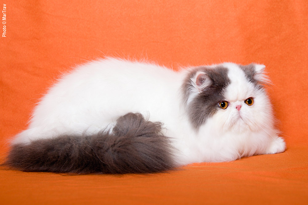 Pure persian female NW13 IC Madeira La Capuccino, CZ, JW, PER a 01 62 / van blue-white