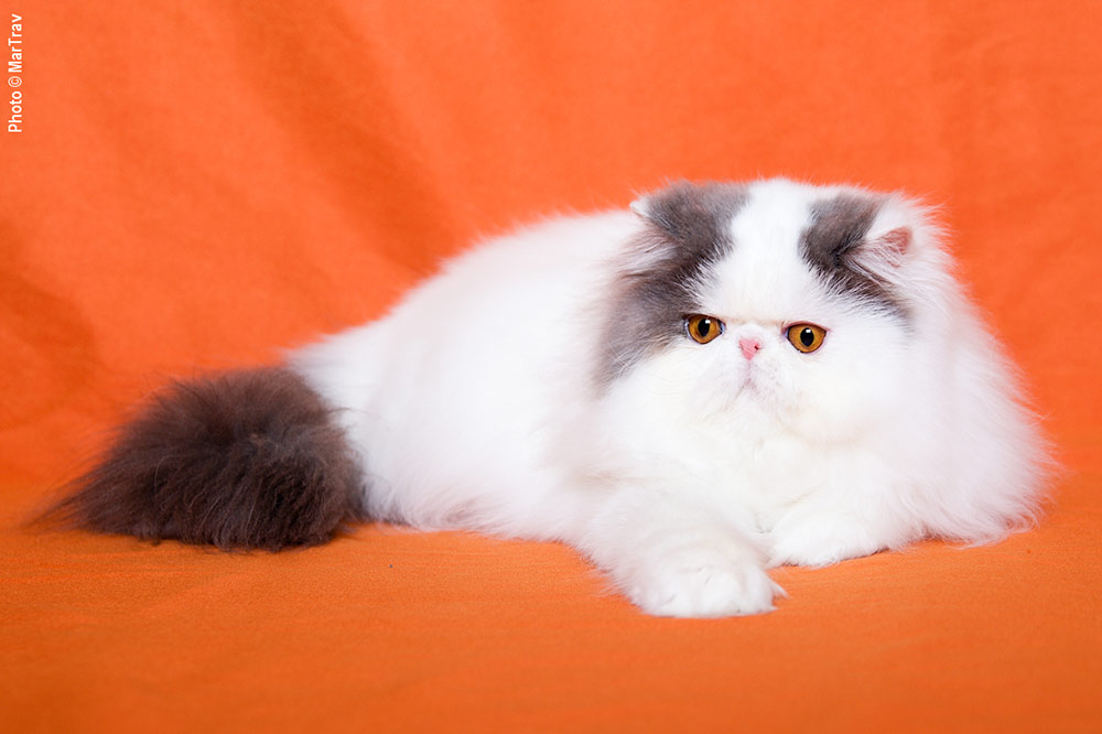 Pure persian female NW13 IC Madeira La Capuccino, CZ, JW, PER a 01 62 / van blue-white