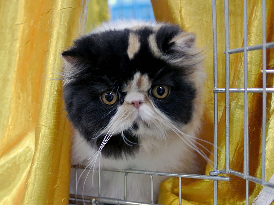 Pure persian cat OPULÉNCIA La Capuccino - PER f 02 62 / calico harlequin