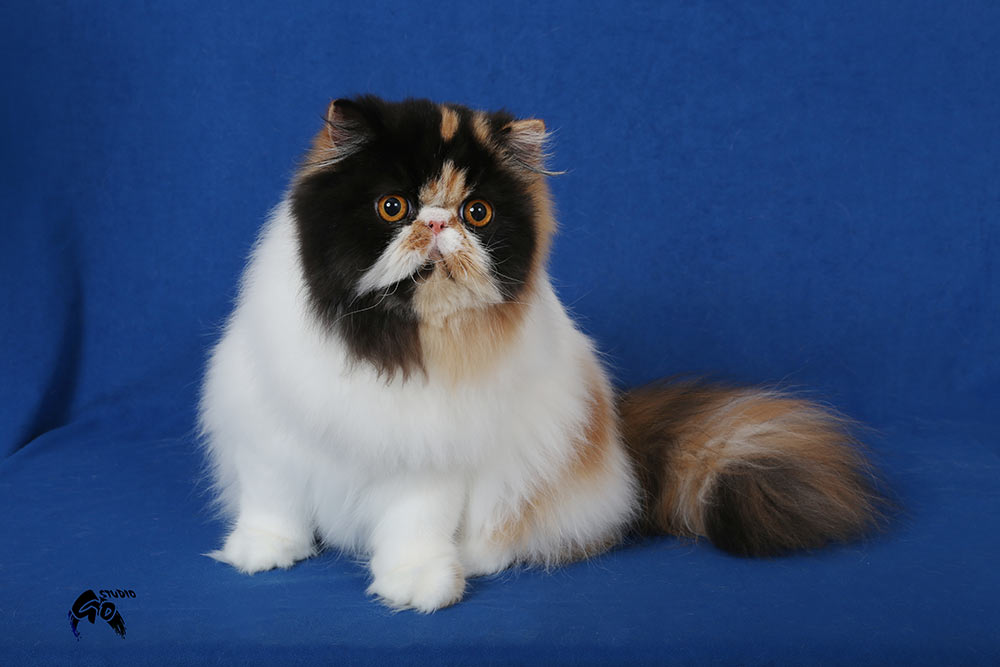 Persian calico harlequin female NW14 OPULÉNCIA La Capuccino, JW - 8 months